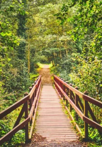 Brücke durch üppiges Grün – Psychotherapie bei Depressionen und neue Wege finden.